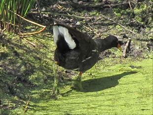 Gallinule poule-d'eau